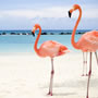 Oranjestad (Aruba)