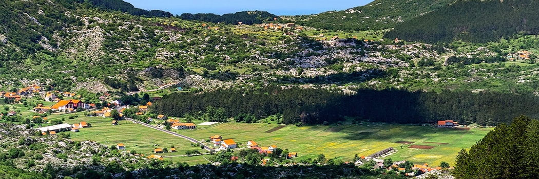 Njeguši