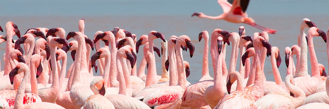 Lake Naivasha National Park