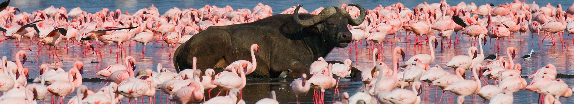 Tour Lake Nakuru National Park