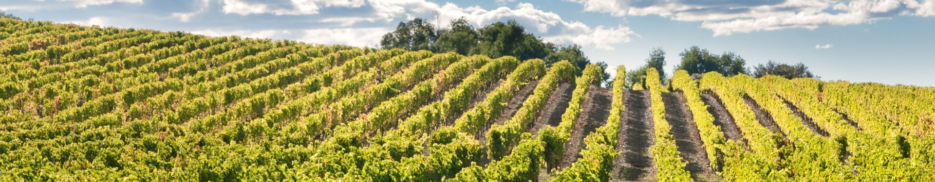 Grande percorso tra vigneti e modernismo in Catalogna