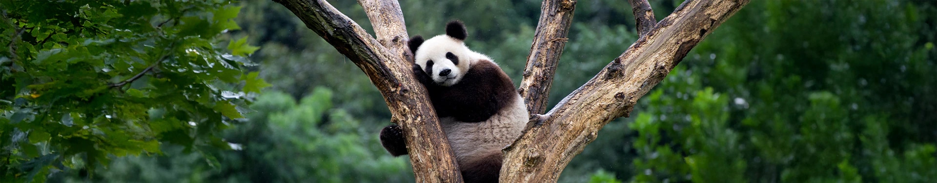 Cina con Panda e Chongqing