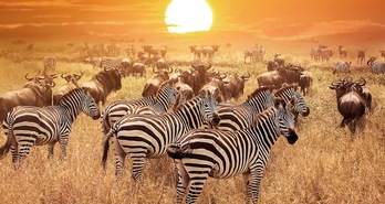 Kenya Kenya