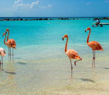 Aruba Aruba