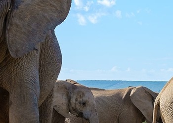 Parco nazionale Addo Elephant