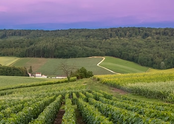 Hautvillers