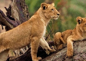 Parco nazionale del Serengeti