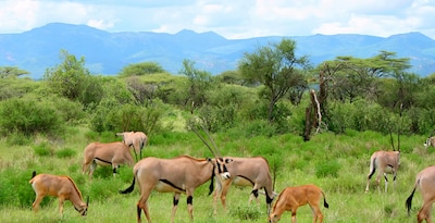 Da Tarangire a Masai Mara