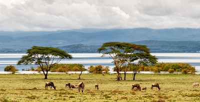 Masai Mara, Naivasha e Amboseli con Mauritius Masai Mara, Naivasha e Amboseli con Mauritius