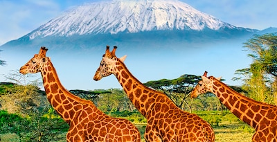 Arusha, Kilimanjaro, Tarangire, Serengeti, Ngorongoro e Lago Eyasi con Zanzíbar Arusha, Kilimanjaro, Tarangire, Serengeti, Ngorongoro e Lago Eyasi con Zanzíbar