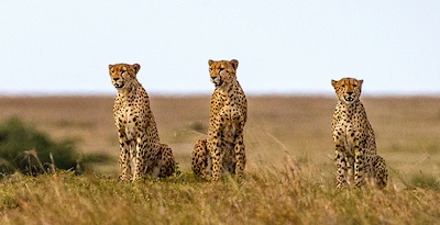 Nairobi, Samburu, Aberdare, Lago Nakuru e Masai Mara Nairobi, Samburu, Aberdare, Lago Nakuru e Masai Mara