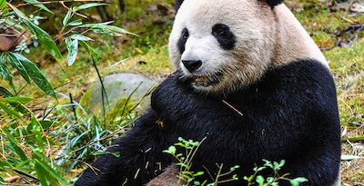 Da Pechino a Shanghai con i panda giganti di Chengdu Da Pechino a Shanghai con i panda giganti di Chengdu
