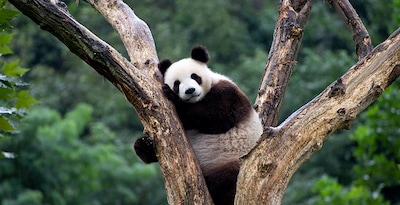 Cina con Panda e Chongqing Cina con Panda e Chongqing