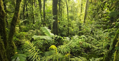 Tortuguero, Caraibi, Arenal, Monteverde e Guanacaste Tortuguero, Caraibi, Arenal, Monteverde e Guanacaste