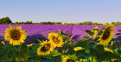 Percorso tra Girasoli e Lavanda Percorso tra Girasoli e Lavanda