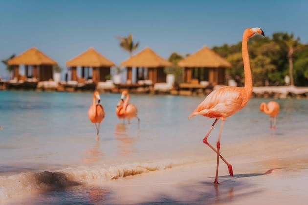 Gallery - Renaissance Wind Creek Aruba Resort