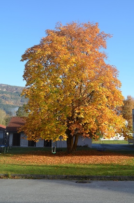 Gallery - Innvik Fjordhotel - Misjonheimen