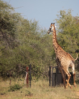 Gallery - Tshukudu Game Lodge