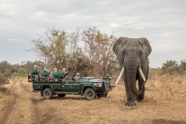 Gallery - Karongwe- Shiduli Safari Lodge