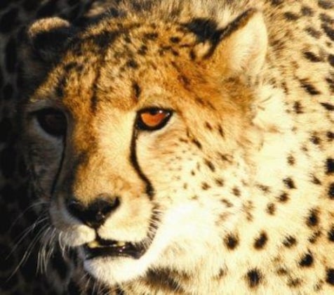 Gallery - Samara Private Game Reserve