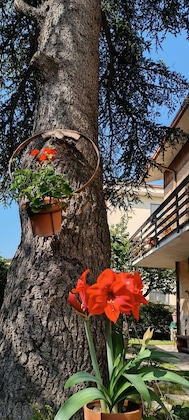 Gallery - B&B Il Cedro