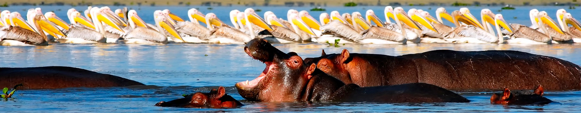 Nairobi, Samburu, Nakuru, Masai Mara e Naivasha