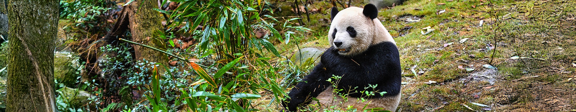 Da Pechino a Shanghai con i panda giganti di Chengdu