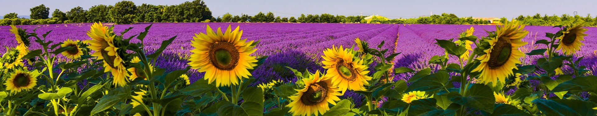 Percorso tra Girasoli e Lavanda
