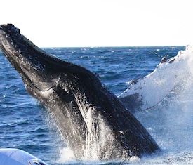 Le migliori offerte di crociere a Puerto Madryn