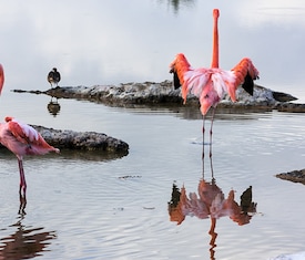 Le migliori offerte di crociere a Punta Cormorant (Floreana, Islas Galápagos)