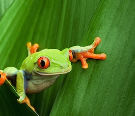 Le migliori offerte di crociere a Puntarenas (Costa Rica)