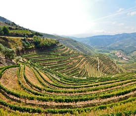 Le migliori offerte di crociere a Regua (Portogallo)