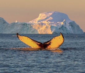 Le migliori offerte di crociere a Ilulissat (Groenlandia)