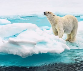 Le migliori offerte di crociere a Svalbard (Noruega) Navegación