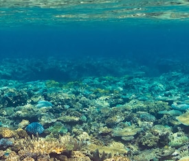 Le migliori offerte di crociere a Inyeug (Mystery Island, Vanatu)