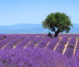 Le migliori offerte di crociere a Tolone