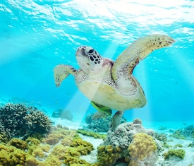 Le migliori offerte di crociere Isole Galapagos