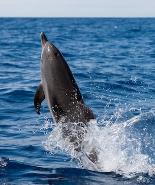 Avvistamento di delfini e balene
