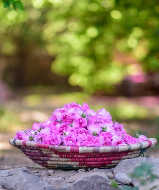 I campi di rose di Taif