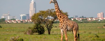 Nairobi