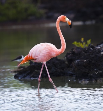 Las Bachas (Isla Santa Cruz, Galápagos)