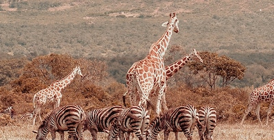 Dal Tarangire al Masai Mara con Aberdare