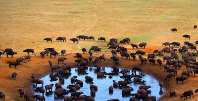 Masai Mara, Naivasha e Amboseli