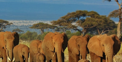Masai Mara, Naivasha e Amboseli con Seychelles