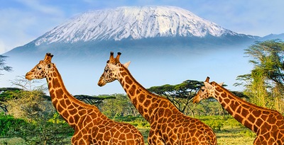 Masai Mara, Naivasha e Amboseli con spiaggia Diani
