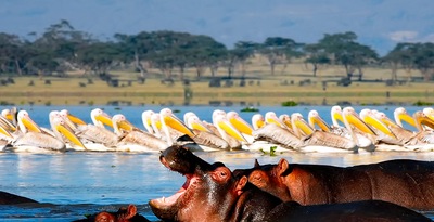 Nairobi, Samburu, Nakuru, Masai Mara e Naivasha