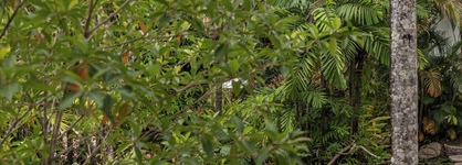 Club Tropical Resort Port Douglas