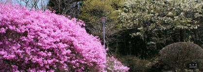 Senkyoro