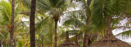 Tropical Attitude - Adults Only