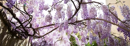 Locanda Orchidea - B&B